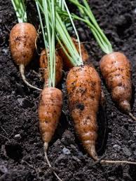 how to carrots for winter in