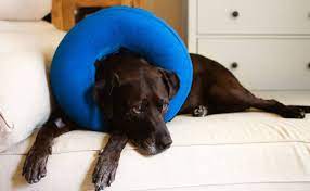 best dog cone alternatives inflatable