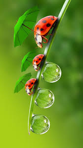 ladybug bestapp bubble love