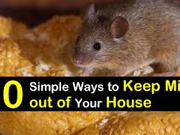 keep mice out of your house