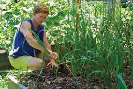 Grow Your Own Garlic Finegardening
