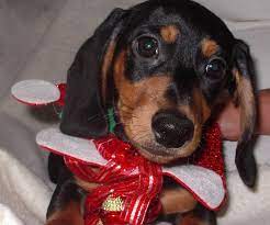 A dachshund can be a good fit for a novice owner as long as they attend obedience and puppy training classes. Dachshund Puppy Dog For Sale In Lakeland Florida