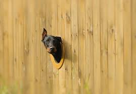 diy dog fence ideas and installation