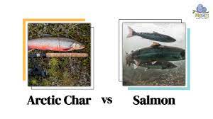 arctic char vs salmon comparison