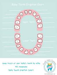 Baby Tooth Eruption Chart Keepsake Teeth Eruption Chart