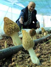 Kuzugöbeği mantarı, Türkiye'de ilk defa üretildi: Tazesinin kilosu 400,  kurusu 3 bin lira - Son Dakika Türkiye Haberleri | NTV