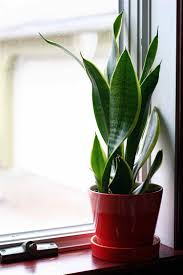 low maintenance indoor plants for your