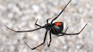 care for a pet black widow spider