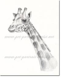 A Pencil Study Of A Giraffe By Joanna Culley Acclaimed Animal Artist