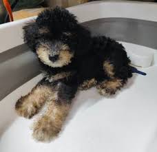found 7 results for black poodle all