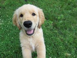 Full registration upgrade after 24 months of age requires health clearances and prior approval. Golden Retriever Puppies Everything You Need To Know The Dog People By Rover Com