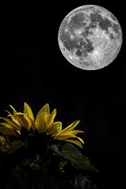 The flourish moon and scattered stars help to give the statement some extra glow. Sleepless Sunflower Sunflower Pictures Sunflower Wallpaper Beautiful Moon