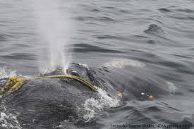 Image result for north atlantic right whale kleenex