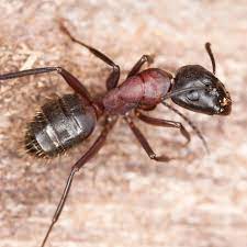 how to get rid of carpenter ants