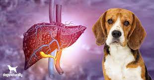 Liver cancer is not common at all in dogs and only makes up 1.5% of cancerous tumors, but it's still possible for your dog to develop cancer if you don't spot the signs of liver damage early enough. How To Spot The Early Signs Of Liver Disease In Dogs Dogs Naturally
