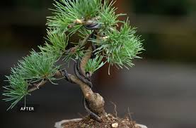 creating a pine bonsai bonsai empire
