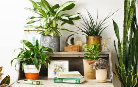 containers for your houseplants