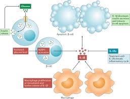 Managing type 2 diabetes involves lifestyle changes, and treatment can be complex. Targeting Innate Immune Mediators In Type 1 And Type 2 Diabetes Nature Reviews Immunology