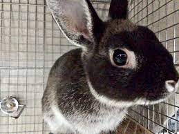 視力と目の色】ウサギの目は360°見えるってホント？ - うさぎタイムズ｜うさぎの飼い方から飼育便利グッズ専門サイト