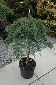 dwarf anese garden juniper tree
