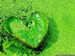 love nature wallpaper,green,grass,heart ...
