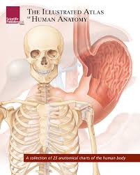 The Illustrated Atlas Of Human Anatomy