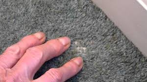 minor moth damage to a wool carpet
