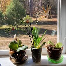 Windowsill Plants For Winter And Beyond