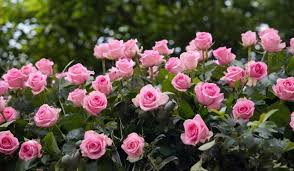 How To Make Rose Plants Bushy And