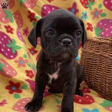 tootsie boston terrier mix puppy for