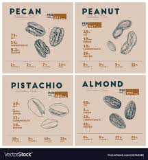 nut pecan peanut pistachio vector image