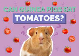 can guinea pigs eat tomatoes vet