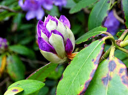 Believe it or not, purple is one of the most popular flower colors. Best Shrubs With Purple Flowers