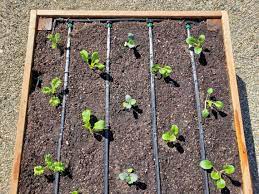 raised garden beds