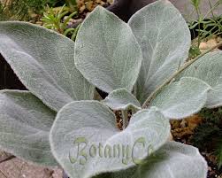 Hieracium lanatum – Botanically Inclined – Seed Adventures