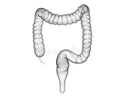 The mark (:) in the middle of a sentence indicates that the second half of the sentence explains or provides. The Colon Stock Illustration Illustration Of Anatomical 157612667
