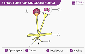 Kingdom Fungi Structure Characteristics Classification