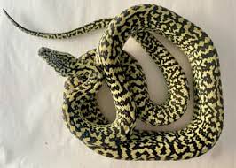 carpet pythons in queensland gumtree