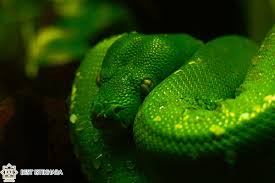 dream interpretation of green snake in