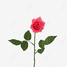 free images rose flower romance love