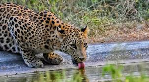 amagarh leopard safari adventurush
