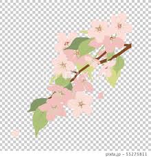 In additon, you can discover our great content using our search bar above. Leaves Cherry Tree Stock Illustration 55275811 Pixta