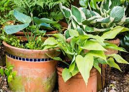 34 Shade Loving Container Plants