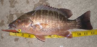 Mangrove Snapper A Definitive Guide Fishing From Florida