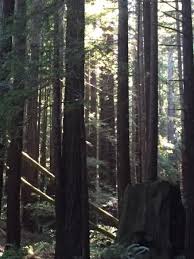 The area has a long history of industrial logging activity, which began in 1862 and continued under private ownership until the state's purchase of the. Jackson State Forest Fort Bragg 2021 All You Need To Know Before You Go With Photos Tripadvisor