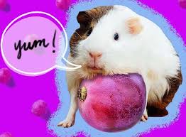 can guinea pigs eat gs we asked