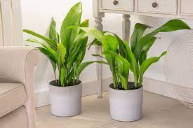 Houseplants For Shady Rooms Rhs Gardening