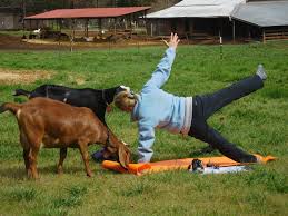 take an adorable goat yoga cl at