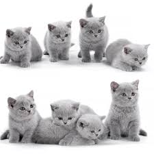 Feeding time have a look through some online review sites and make an educated choice on one of the foods for sale. British Shorthair Kittens For Sale British Shorthair Cat Buy British Shorthair Kittens