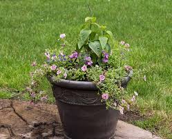 Full Sun Planter Ideas Containers That